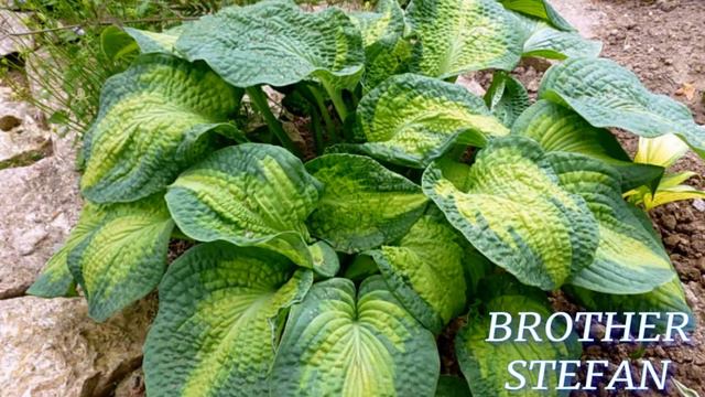 ХОСТЫ-НОВИЧКИ 2022 В АПРЕЛЕ! ЧТО КУПИЛА И КУДА ПОСАДИЛА)