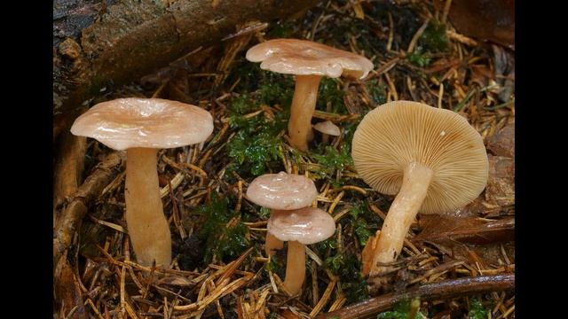Lactarius Glyciosmus