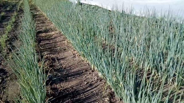 Лук на зелень - Параде f1 смотреть онлайн