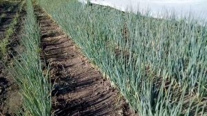 Лук на зелень - Параде f1