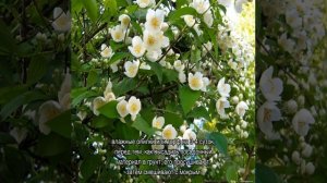 Как размножить жасмин садовый весной и летом