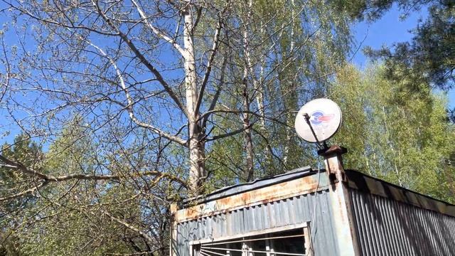 Моя любимая дача 2 мая 2023❤️Третий хвойный уголок❤️Нарциссы. Обзор участка. смотреть онлайн