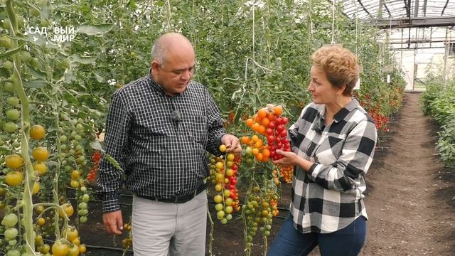 Обязательно посадите – сладкие Черрипашки! Томаты черри, лучшие сорта
