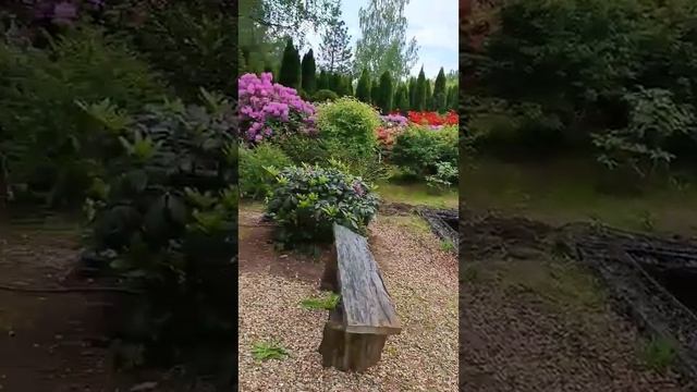 Небольшой обзор моих соведущих из питомника Красный клён. смотреть онлайн