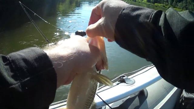 Рыбалка на р. Чепца. Голавль, щука, судак смотреть онлайн