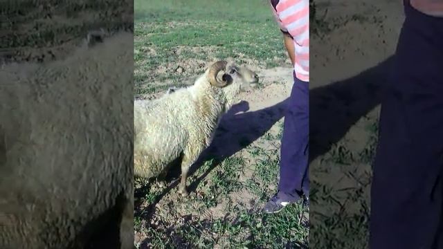 Как мой папа кормит барана смотреть онлайн