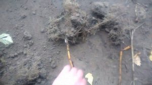 Размножение малины в саду и огороде.Самый простой способ проверенный временем