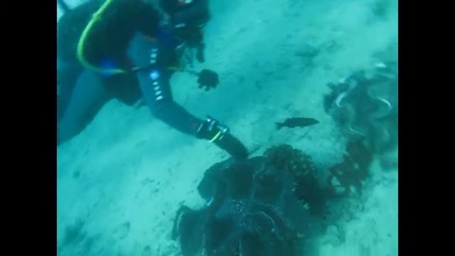 Раковины смотреть онлайн