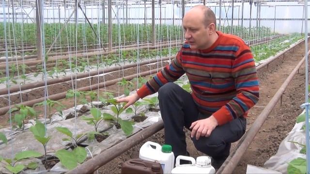 Баклажан Фабина Polevod TV