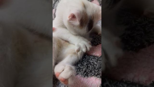 Голодный смешной котёнок сосёт свою титю... смотреть онлайн