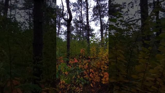 Осень в Ростове-на-Дону. смотреть онлайн