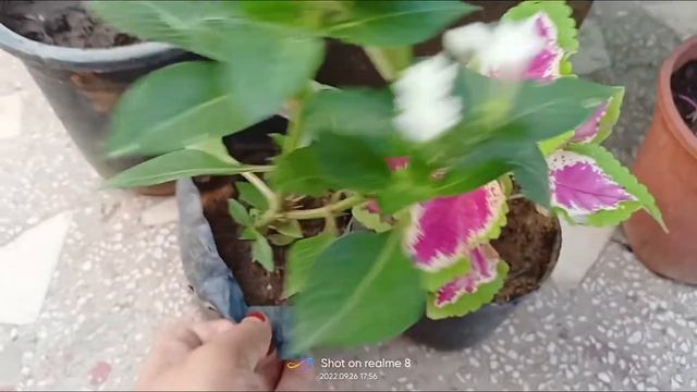 New plant shopping for winter.... I bought surprise plant 😁 смотреть онлайн