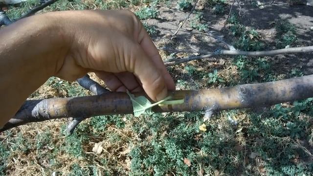 КАК ПРИВИТЬ ЯБЛОНЮ ОСЕНЬЮ / ОСЕННЯЯ ОКУЛИРОВКА / ПРИВИВКА ПОЧКОЙ смотреть онлайн