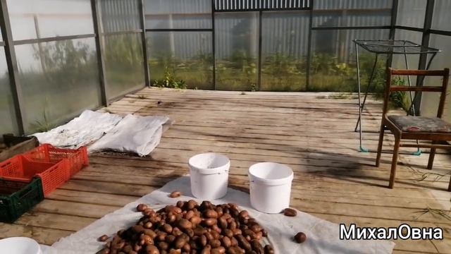 Семенной картофель. Сортировка. Проверенный способ. Готовим к хранению. Павильон. смотреть онлайн