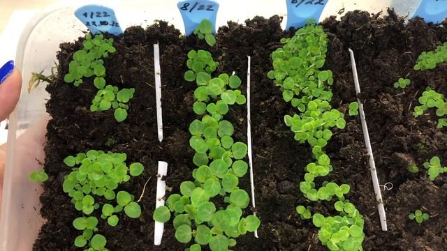 ГЛОКСИНИИ из СЕМЯН смотреть онлайн