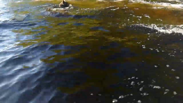 #Медведи.встреча с медведем на рыбалке смотреть онлайн