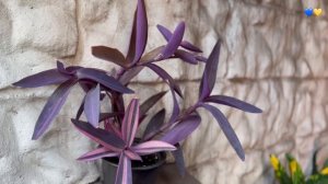 Секрет выращивания красивых Традесканций. ОБЗОР - 40 сортов семейства Коммелиновые