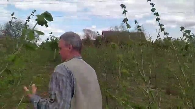 Как выращивать фундук консультации, как ухаживать за фундуком смотреть онлайн
