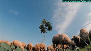 ✔️ИНТЕРЕСНЫЕ ФАКТЫ ОБ ОВЦАХ.