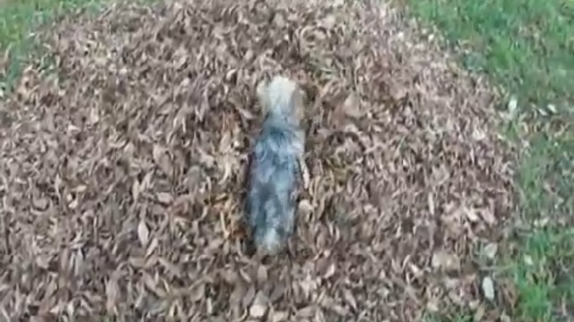 Бассейн из листьев смотреть онлайн