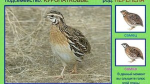 Куропатки. Голоса птиц России