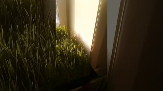 Выращивание пшеницы и овса морским свинкам. смотреть онлайн