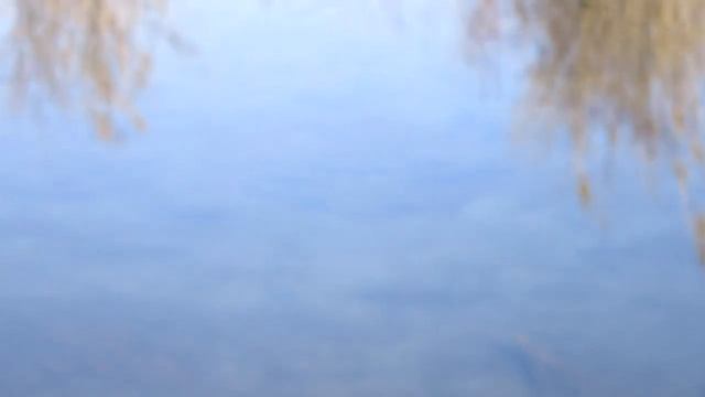 Форелевое хозяйство в Чон Кемине| Gold Fish обзор смотреть онлайн