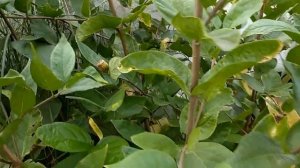 Calycanthus floridus - каликант цветущий