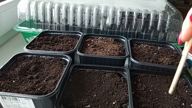 Выращивание арбуза: посадка арбузов на рассаду. Предварительное проращивание семян.