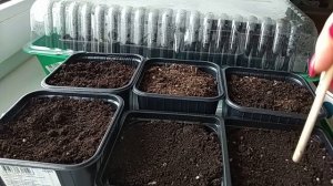 Выращивание арбуза: посадка арбузов на рассаду. Предварительное проращивание семян.