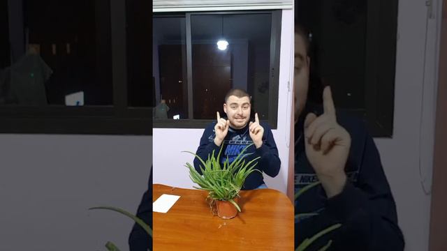l'entretien des aloes vera (français et arabe) смотреть онлайн