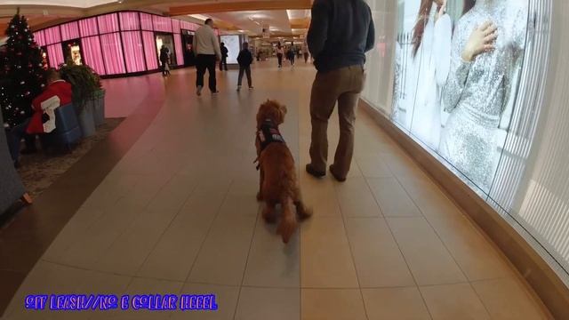 2Yo Irish Doodle | Duncan | Best Dog Trainer VA | Advanced Board and Train смотреть онлайн