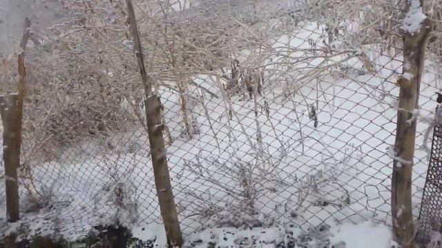 (436) Кочкор на отправку в Дагестан.. смотреть онлайн