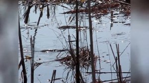 Рыбалка, щука мечет икру на мелководье, конец марта