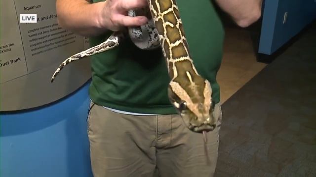 Meeting Oracle the Burmese Python at the Conservancy of Southwest Florida смотреть онлайн