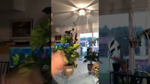 Albo, Syngonium, Wendeii and Aurea Syngonium care