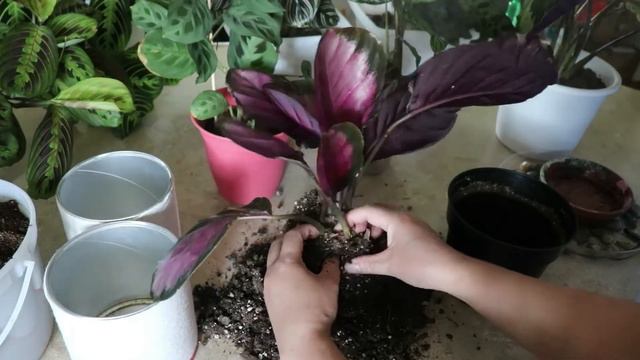 SECRET WAYS TO CARE PRAYER PLANTS +PROPAGATION GUIDE(CALATHEA, MARANTA, CTENANTHE) #careprayerplant смотреть онлайн