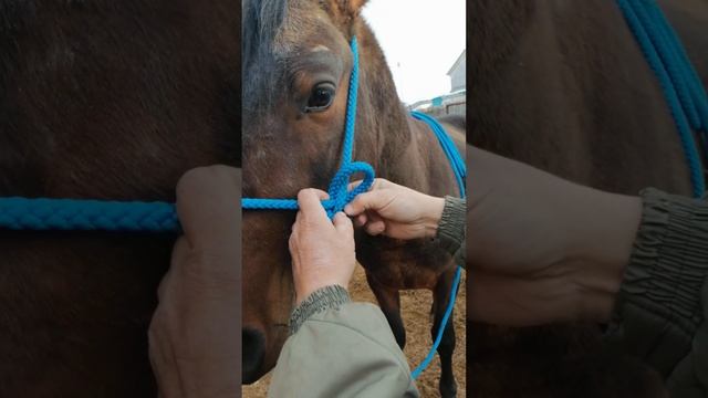 надёжный, верёвочный недоуздок