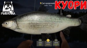 СИГ КУОРСКИЙ И РЯПУШКА НА МАХ ЗАМЕЧАТЕЛЬНЫЙ КЛЕВ НА КУОРИ В РУССКОЙ РЫБАЛКЕ 4 РР4