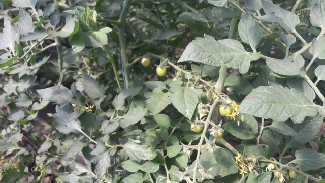 Черри томат "Порпора" в первом обороте. смотреть онлайн