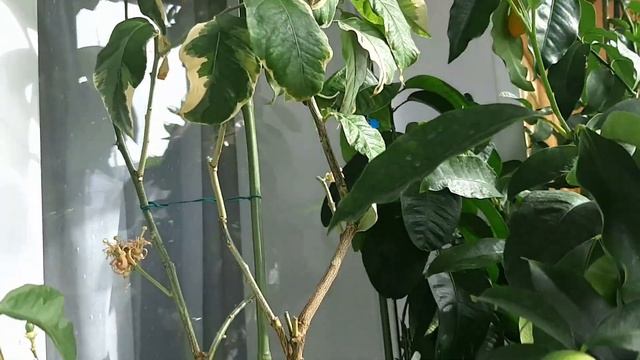 Лимоны на балконе в начале марта смотреть онлайн