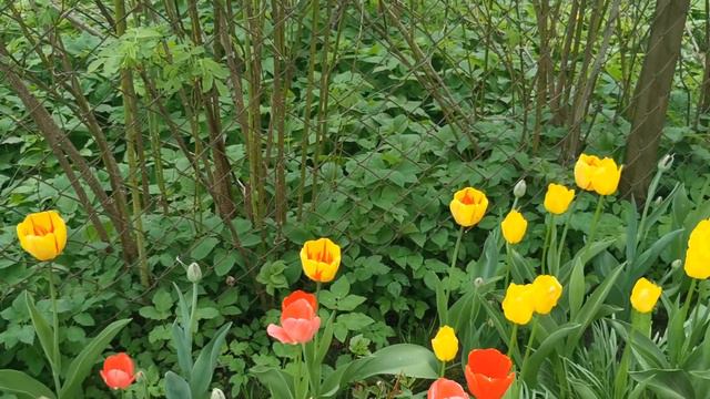 Весна тюльпаны цветут смотреть онлайн