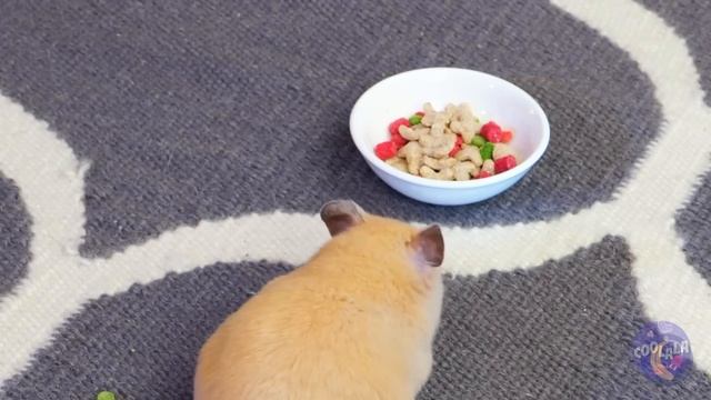 Look After Your Pet | Best Hacks For Pet Owners!