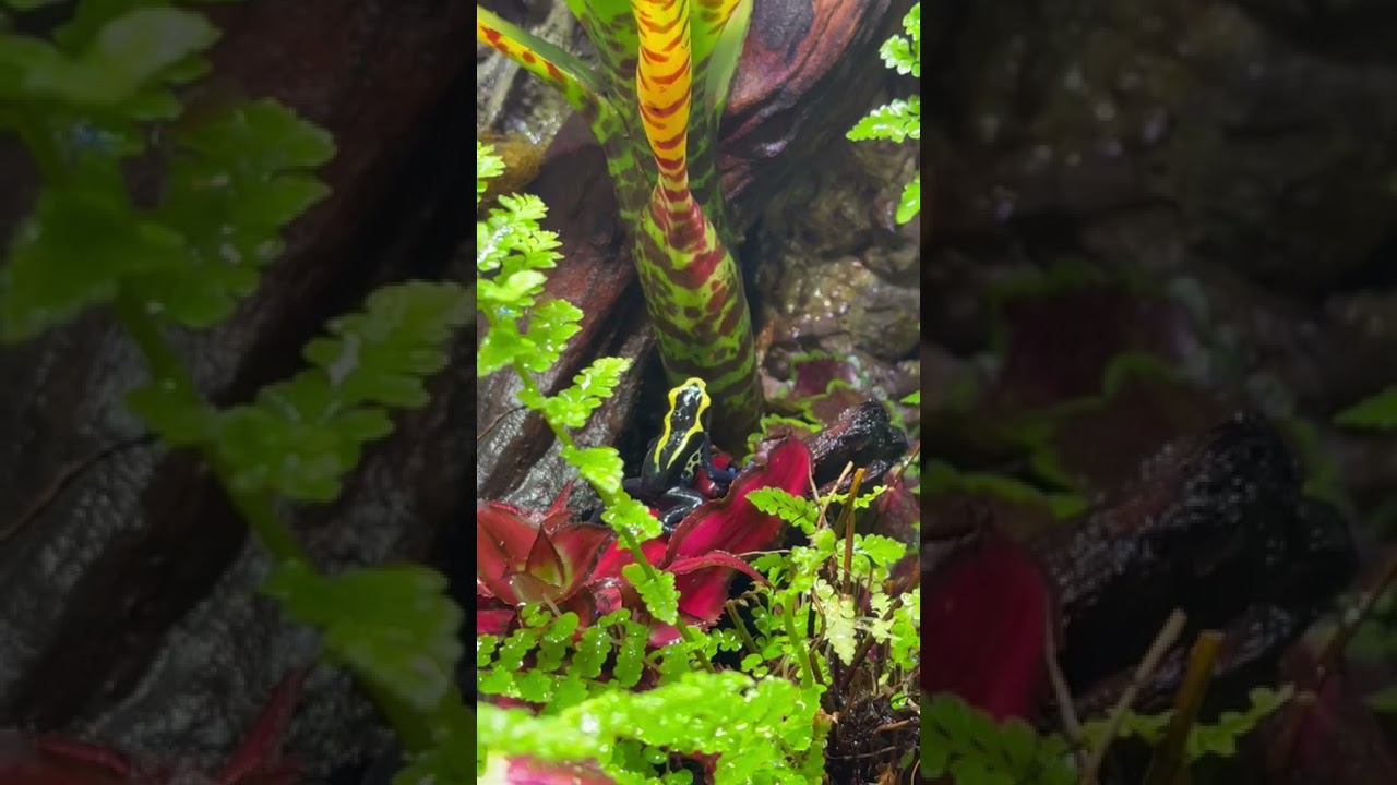 Обитатели террариума в салоне #аквалого лягушки-древолазы смотреть онлайн