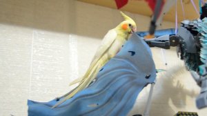 Что делать если попугай сломал лапу или крыло, травмы попугаев, вывехи, ссадины, раны, укусы.