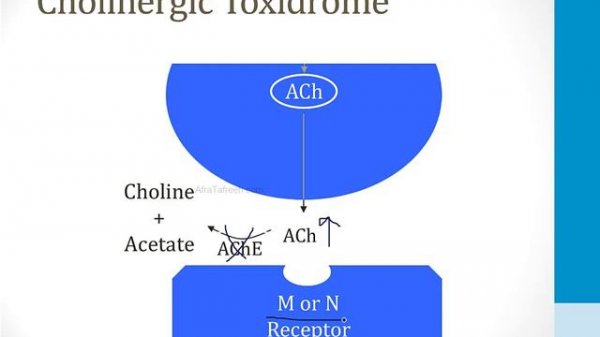 Neurology - 4. Autonomic Nervous System - 3.ANS Drugs Acetylcholine atf