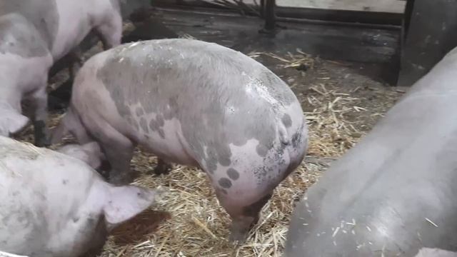 //Солома-это супер корм для свиней,едят мало ростут быстро?,дешевле токо воздух//