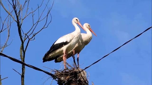Белые Аисты смотреть онлайн