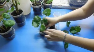 ???ЛУЧШИЙ СПОСОБ РАЗМНОЖЕНИЯ ГЕРАНИ (ПЕЛАРГОНИИ ) ! Выращивание черенком ( отростком )