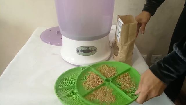 Проращивание пшеницы, инструкция. Как прорастить пшеницу в проращивателе ДоброСад. Подготовка семян смотреть онлайн